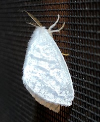 Euzora collucens