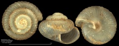 Punctidae