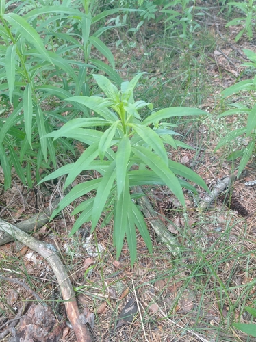 fireweed
