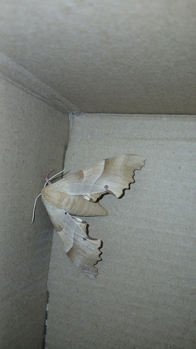 Oak Hawkmoth