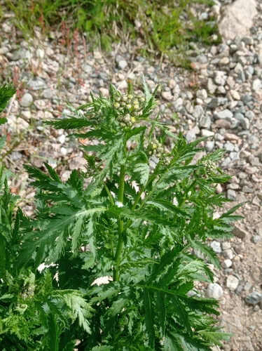 tansy