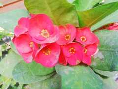 Euphorbia × lomi