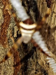 Argiope pulchella