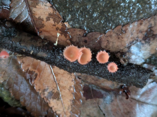 Pink Fringed Faery Cup