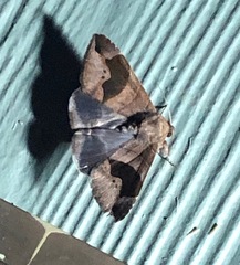 Bastilla solomonensis