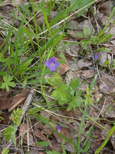 wood crane's-bill