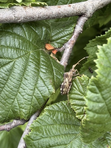 Centrocoris variegatus
