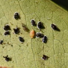 Aleurocanthus spiniferus