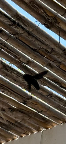 Xylocopa