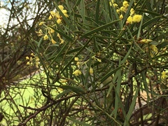 Acacia iteaphylla