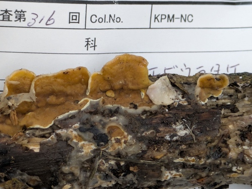 bicoloured bracket