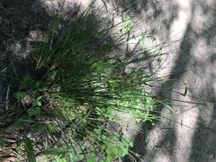 Carex leptalea