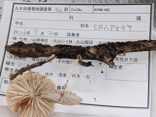 Collybia effusa