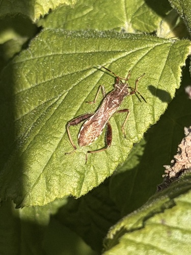Camptopus lateralis