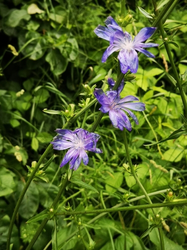 Paprastoji trūkažolė