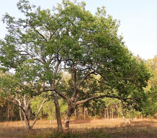 Syzygium cumini