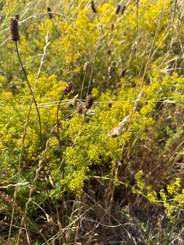 Lady's Bedstraw