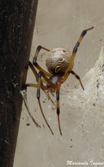 Latrodectus geometricus