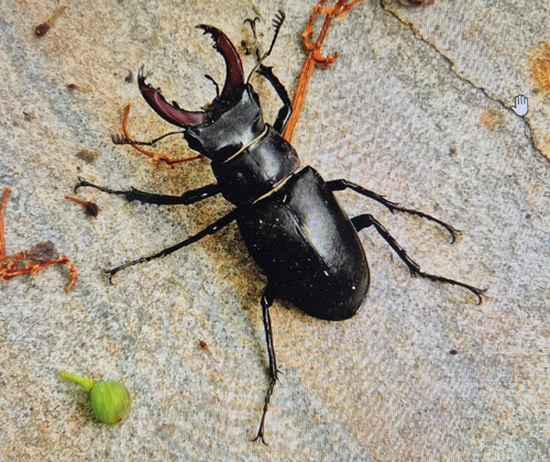 European Stag Beetle