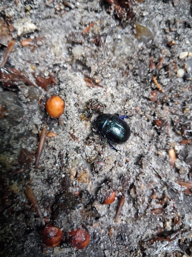 Woodland Dor Beetle