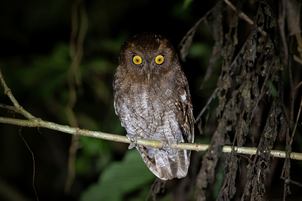 Napo Screech Owl