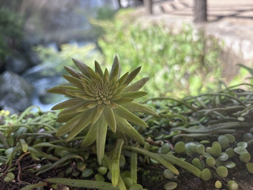 Orostachys japonica, 2026-06-29