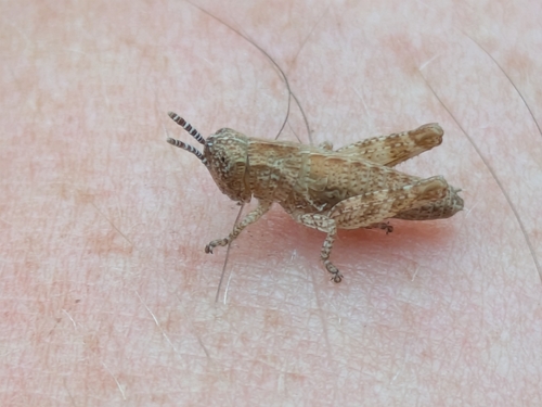 Common Maquis Grasshopper