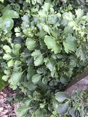 Polyscias balfouriana