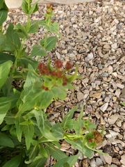 Centranthus ruber