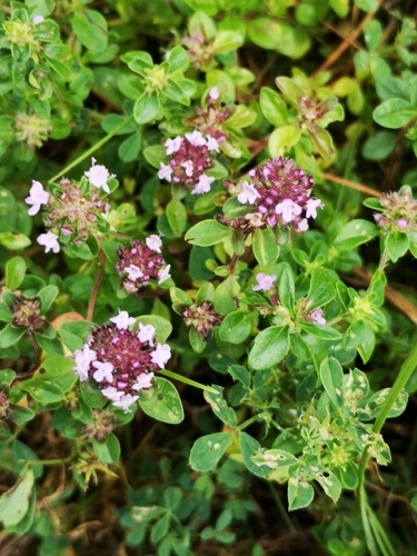 Keturbriaunis čiobrelis