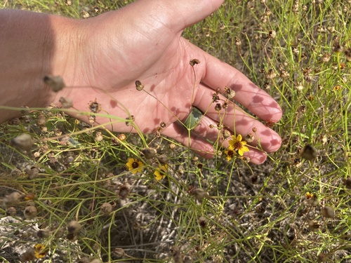 plains coreopsis