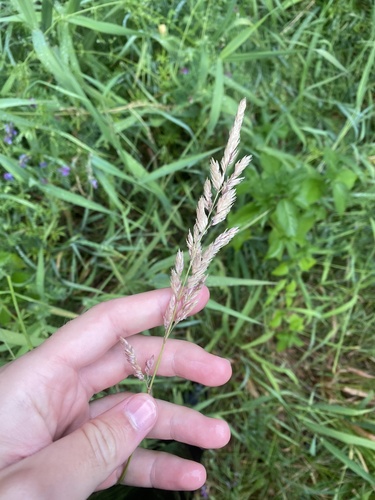 reed canary grass