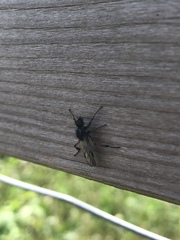 Bibio xanthopus