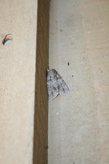 Acronicta immodica