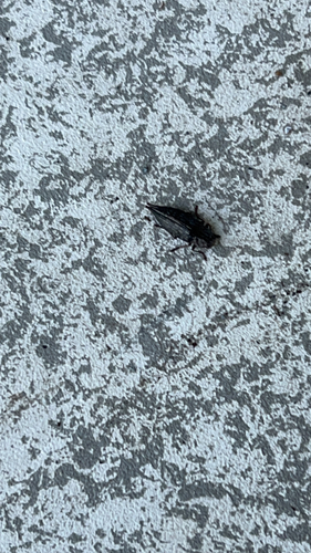 Flat-headed Poplar Borer