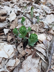 Hylotelephium telephium