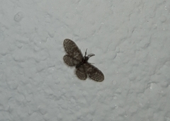 Dilaridae