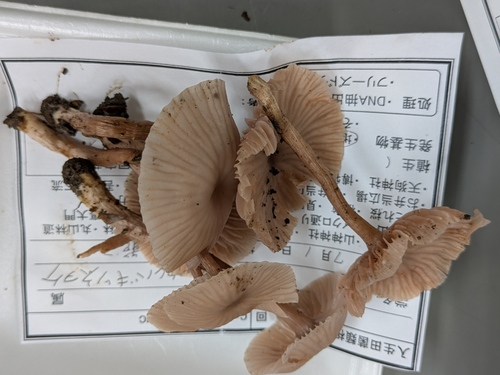Laccaria vinaceoavellanea