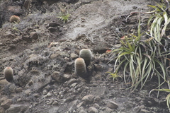 Mammillaria spinosissima spinosissima