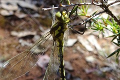 Eusynthemis virgula