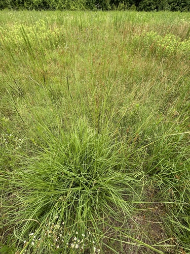 Bahia grass