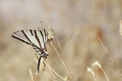 Protographium epidaus fenochionis