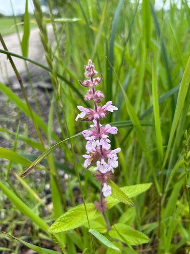 prairie woundwort