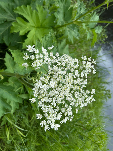 common cowparsnip