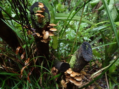 Pholiota subflammans