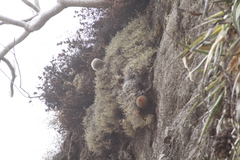 Mammillaria spinosissima spinosissima