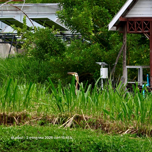 Purple Heron