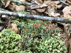 Cladonia didyma