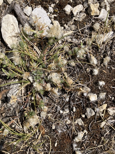 Paronychia cephalotes