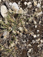 Paronychia cephalotes
